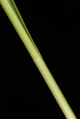 Carex atlantica atlantica