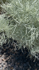 Artemisia mauiensis