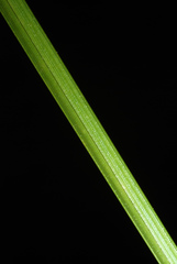 Carex atlantica atlantica