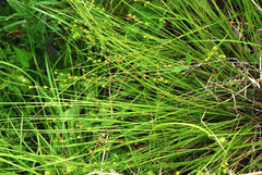 Carex atlantica atlantica