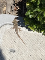 Sceloporus occidentalis