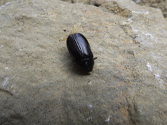 Phyllophaga anxia