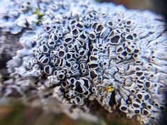 Fungi