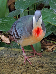 Gallicolumba luzonica