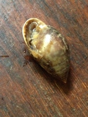 Pythia scarabaeus