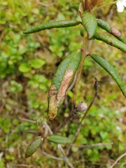 Phyllonorycter ledella