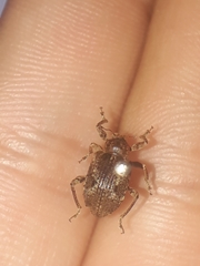 Hyperinae