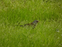 Turdus pilaris