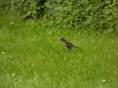Turdus pilaris