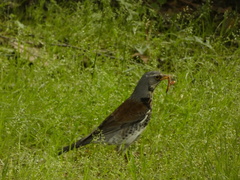 Turdus pilaris