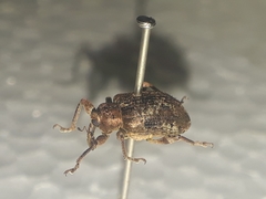 Hyperinae