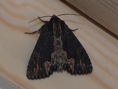 Dypterygia scabriuscula