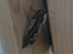 Dypterygia scabriuscula