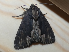 Dypterygia scabriuscula