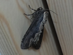 Dypterygia scabriuscula