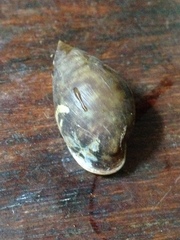 Pythia scarabaeus