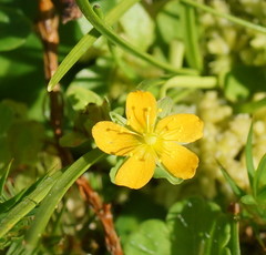 Hypericum gramineum