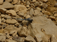 Orthetrum ransonnetii