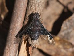 Anthrax dolabratus