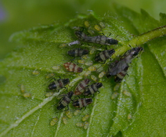 Callipterinella tuberculata