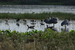 Branta hutchinsii leucopareia