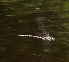 Austroaeschna unicornis