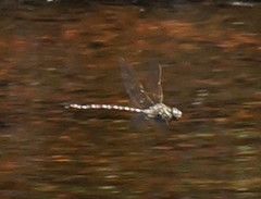 Austroaeschna unicornis