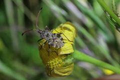 Centrocoris variegatus