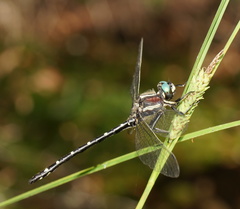 Eusynthemis guttata
