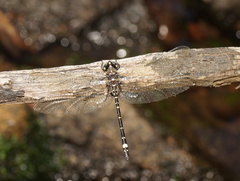 Eusynthemis brevistyla