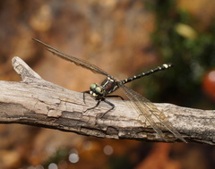 Eusynthemis brevistyla