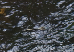 Notoaeschna sagittata