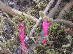 Aporocactus flagelliformis