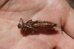 Notoaeschna sagittata