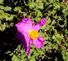 Cistus creticus creticus