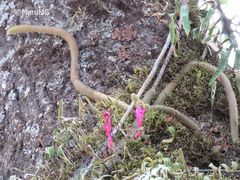 Aporocactus flagelliformis