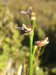 Prasophyllum amoenum