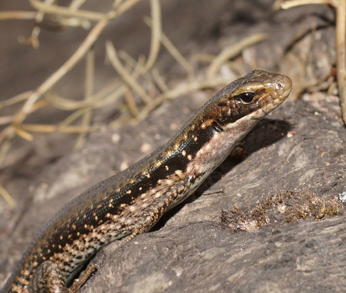 Southern Water Skink, photo 4 of 8