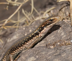 Cool-Temperate Water-Skink photo 4