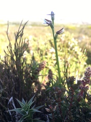 Prasophyllum amoenum