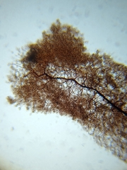 Stemonitopsis hyperopta