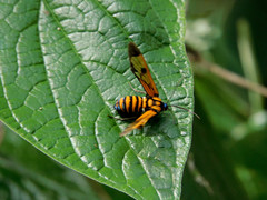 Gymnelia ethodaea
