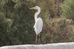 Ardea alba