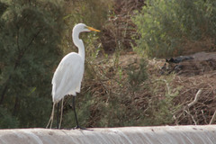 Ardea alba