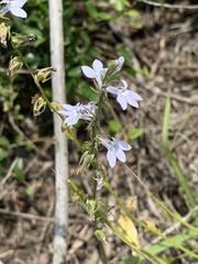Lobelia appendiculata