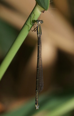 Rhadinosticta simplex