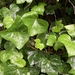 Atlantic Ivy - Photo (c) Peter Zika, some rights reserved (CC BY-NC), uploaded by Peter Zika