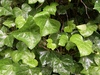 Atlantic Ivy - Photo (c) Peter Zika, some rights reserved (CC BY-NC), uploaded by Peter Zika