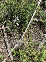 Lobelia appendiculata