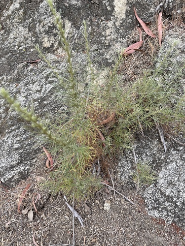 photo of California Sagebrush (Artemisia californica)
